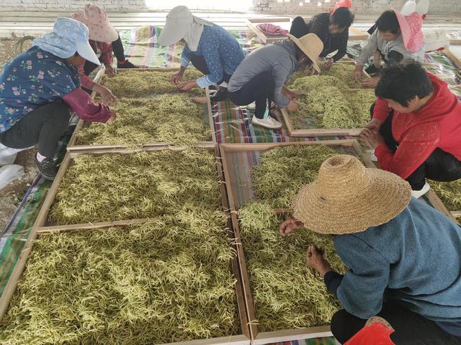 安徽肥西：致富路上开出“金郢”花(图2)