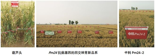 小麦广谱多抗基因的“好搭档”科技前线(图5)