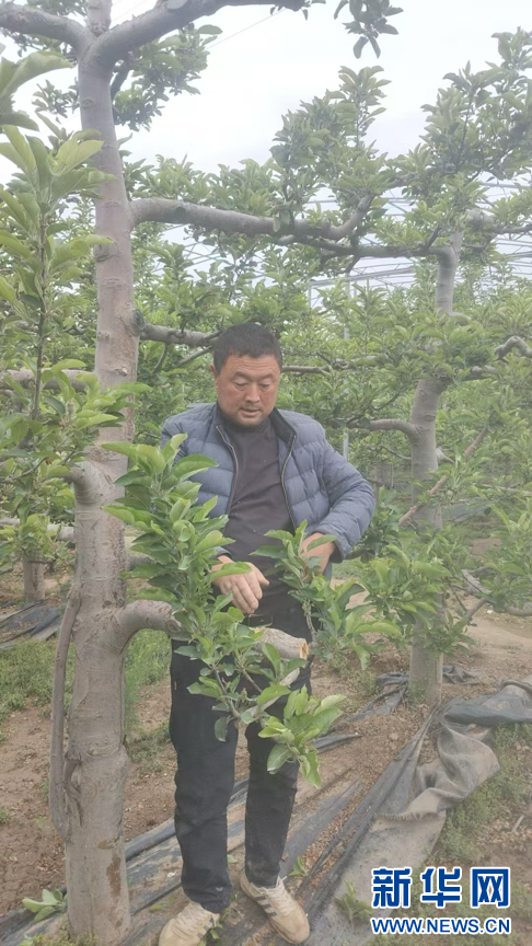 青春华章·重走西北角甘肃天水：昔日荒坡种“金果”-新华网(图2)