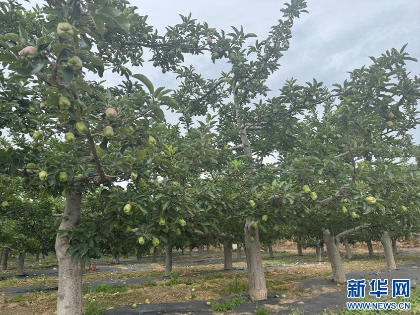 青春华章·重走西北角甘肃天水：昔日荒坡种“金果”-新华网(图1)