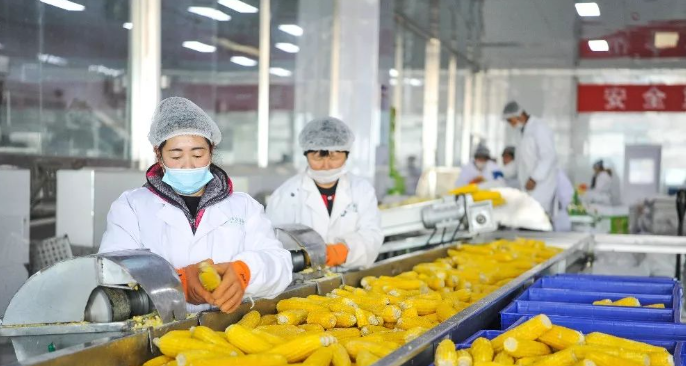 以快争“鲜”以“智”提质张家口万全持续打造鲜食玉米“金”产业(图4)