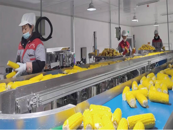 吉林鲜食玉米十大黄金名片｜吉林农发生态：全链协同促发展“重谷”品牌获殊荣(图4)