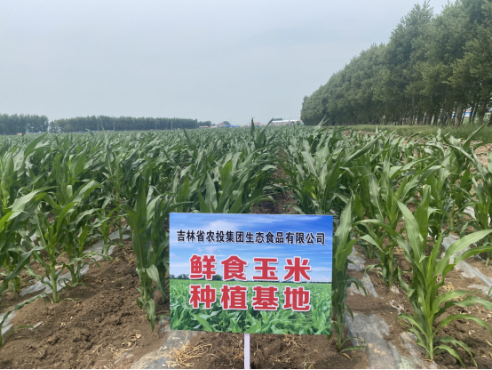 吉林鲜食玉米十大黄金名片｜吉林农发生态：全链协同促发展“重谷”品牌获殊荣(图3)