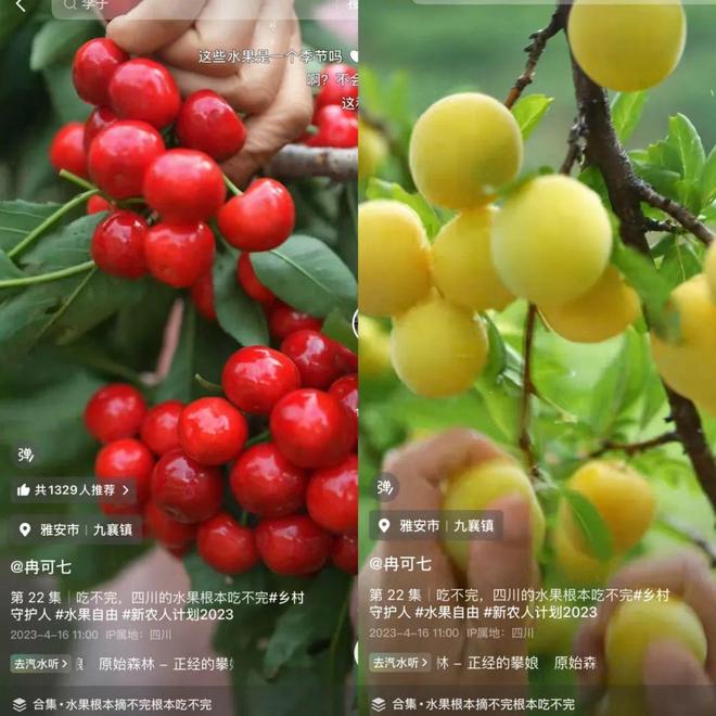 川渝水果猎人齐上阵带“红”会理石榴走出凉山(图5)