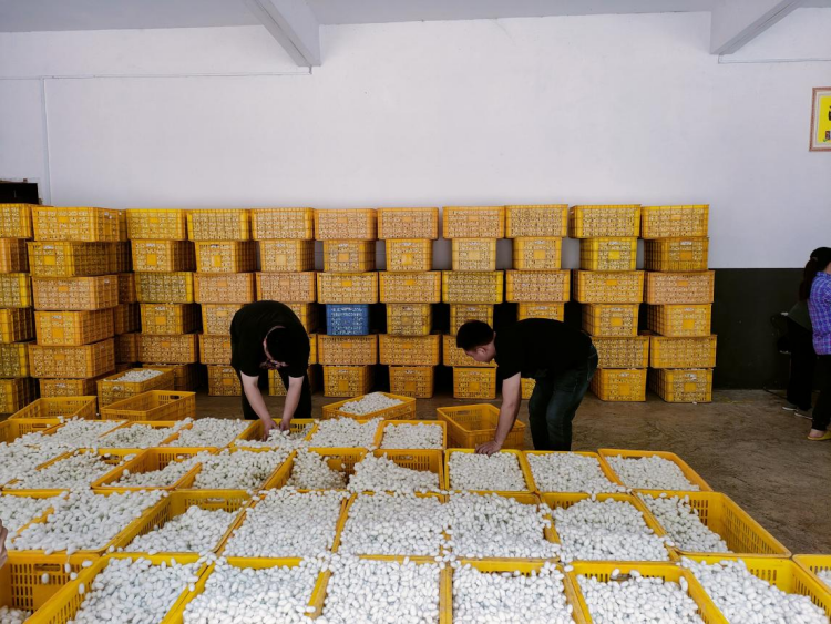 【答卷十四五·央企惠民生】从赋能到共生：央企解锁乡村振兴新密码(图6)