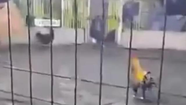 九游娱乐NineGame：秘鲁一男子斗鸡比赛时被鸡踢到腹股沟大出血而亡鸡脚上绑有锋利刀片当地赛事奖金最高达21万(图1)