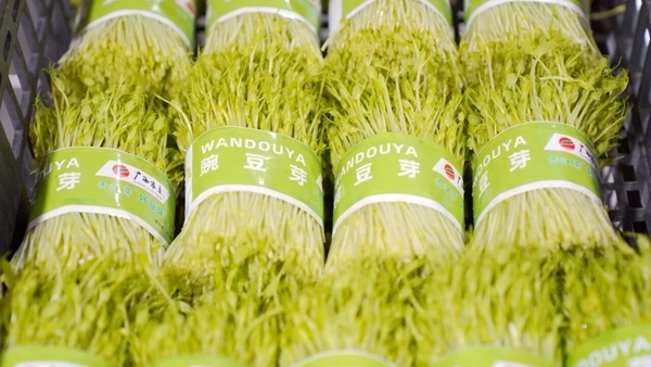 科技赋能港北区“芽苗菜”种出“大产业”(图2)