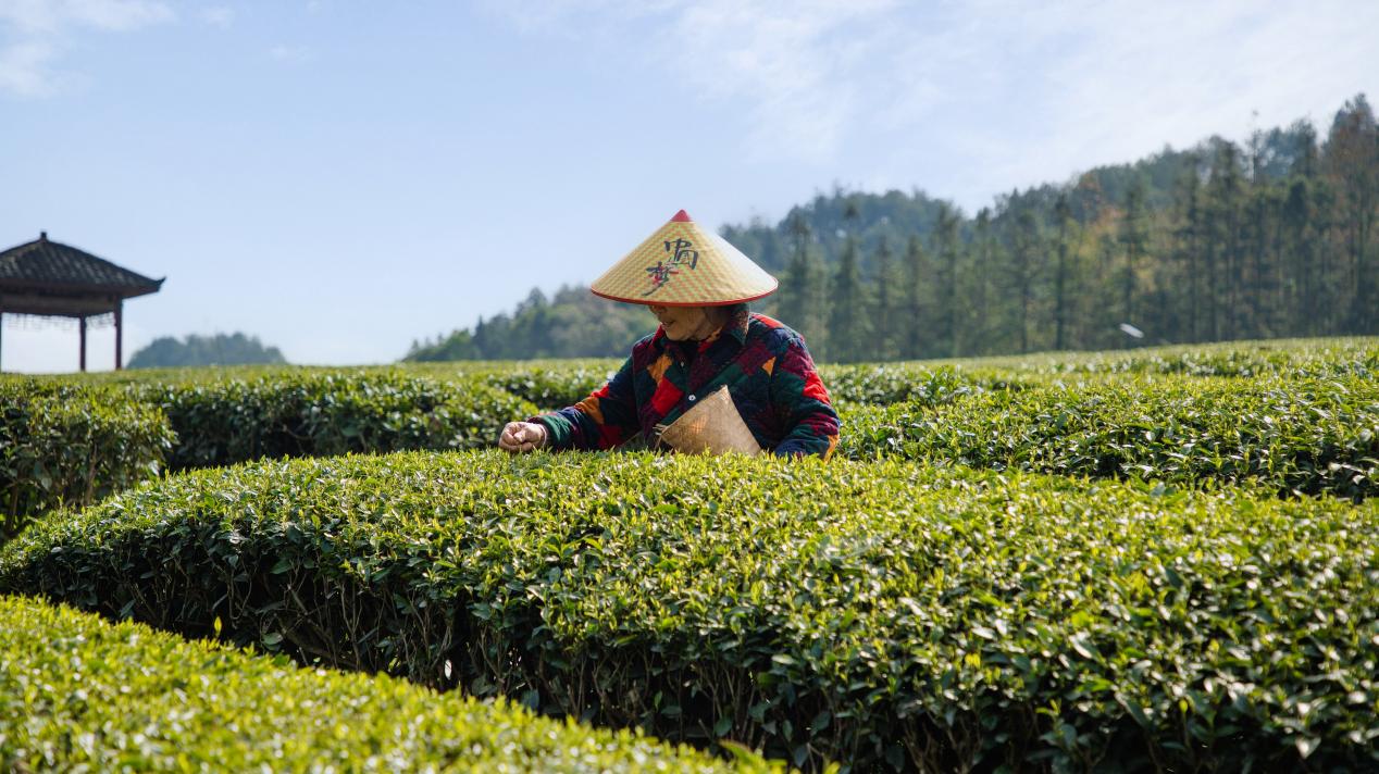 九游娱乐：理想华莱：以茶为媒深耕安化书写乡村振兴企业答卷(图1)