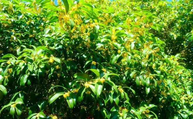 九游娱乐NineGame：南京最老桂花树香了整个村子！(图2)