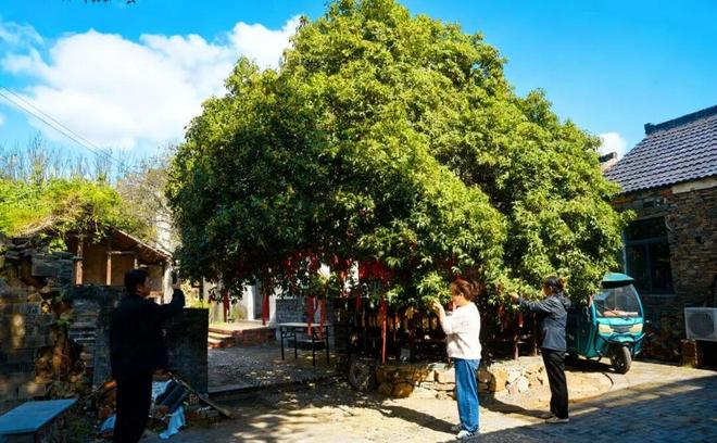 九游娱乐NineGame：南京最老桂花树香了整个村子！(图3)