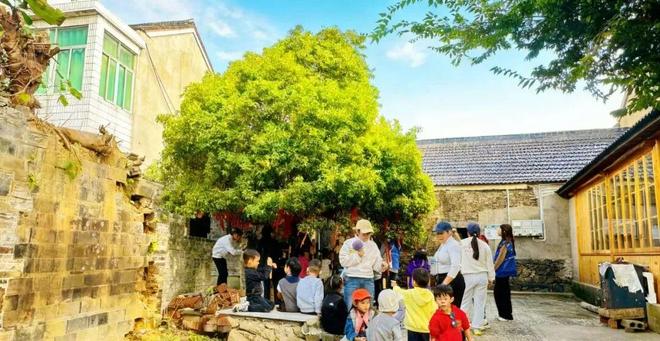 九游娱乐NineGame：南京最老桂花树香了整个村子！(图1)