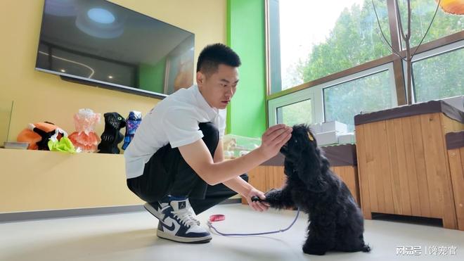 旺宠官：以专业与温度覆盖宠物一生所需(图1)