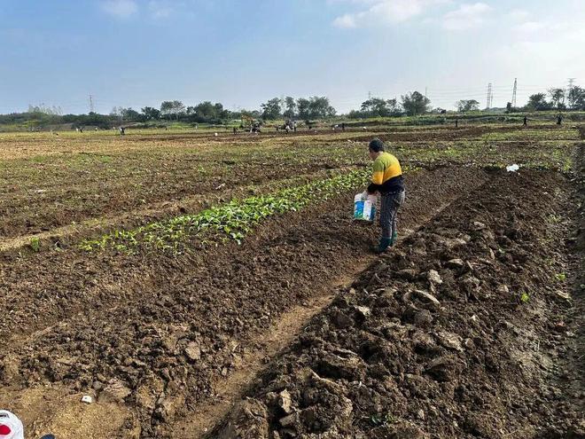 九游娱乐NineGame：句容这些地方要建百姓菜园了！(图1)