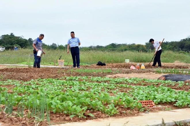 九游娱乐NineGame：句容这些地方要建百姓菜园了！(图4)