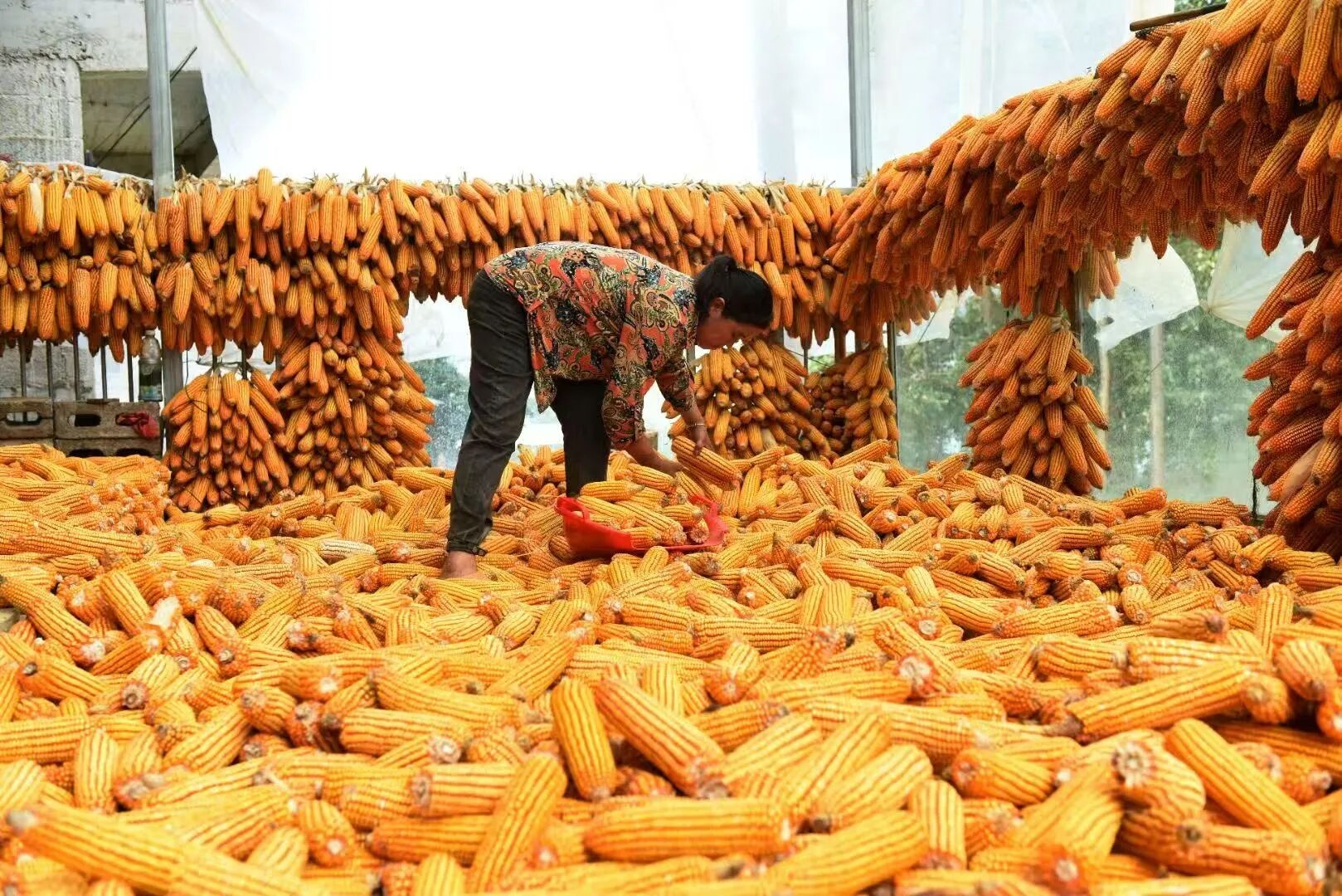 回眸“十四五”展望“十五五”｜“农”墨重彩绘就凉都沃野新画卷(图3)