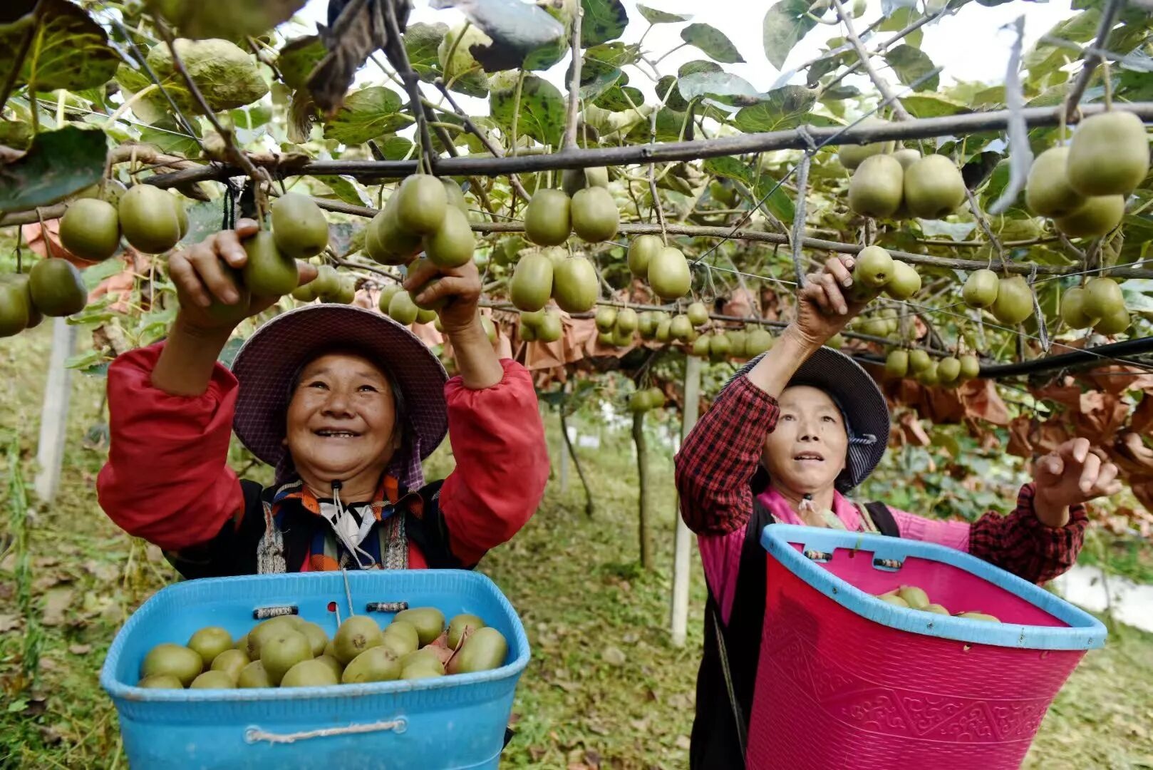 回眸“十四五”展望“十五五”｜“农”墨重彩绘就凉都沃野新画卷(图4)