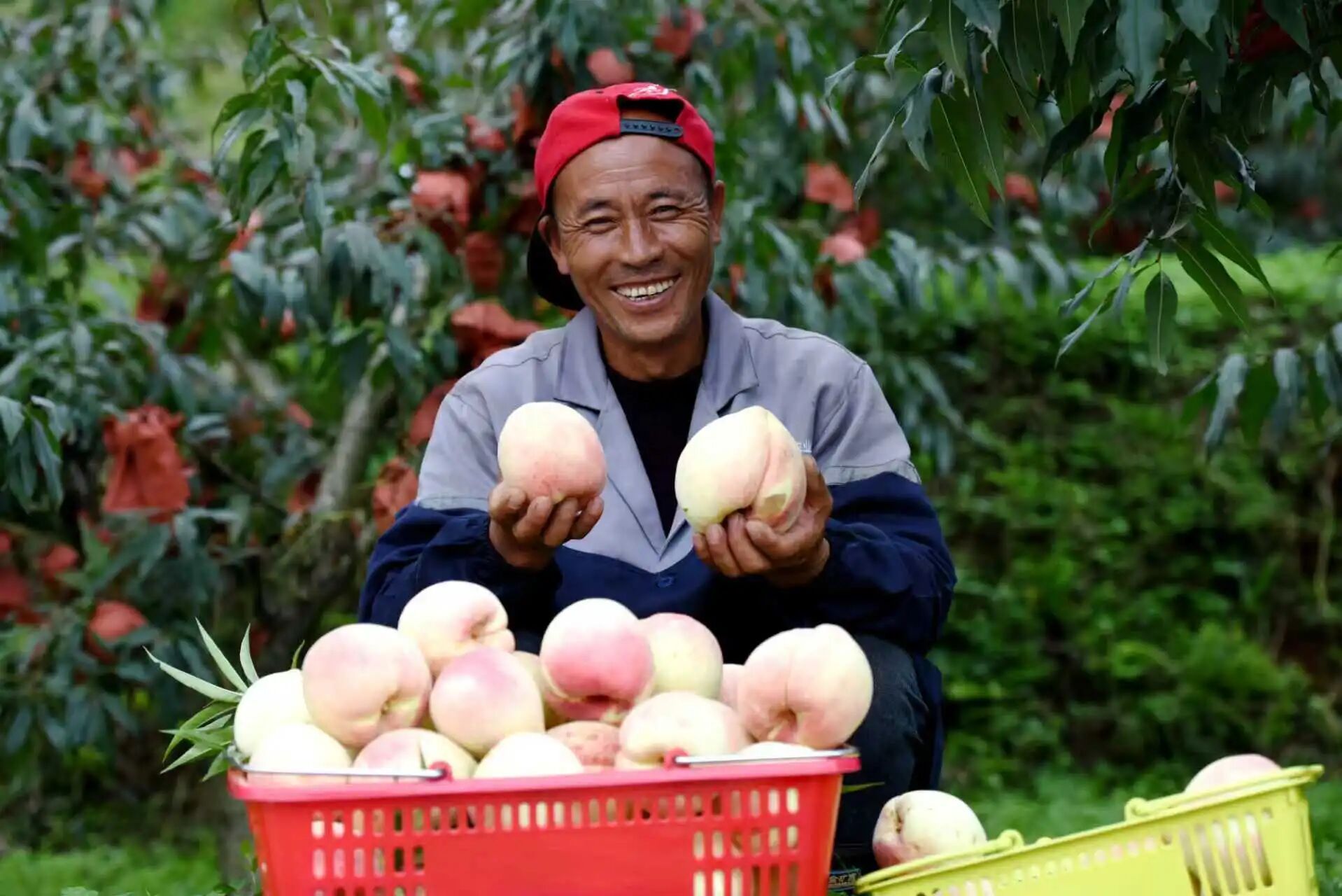回眸“十四五”展望“十五五”｜“农”墨重彩绘就凉都沃野新画卷(图5)