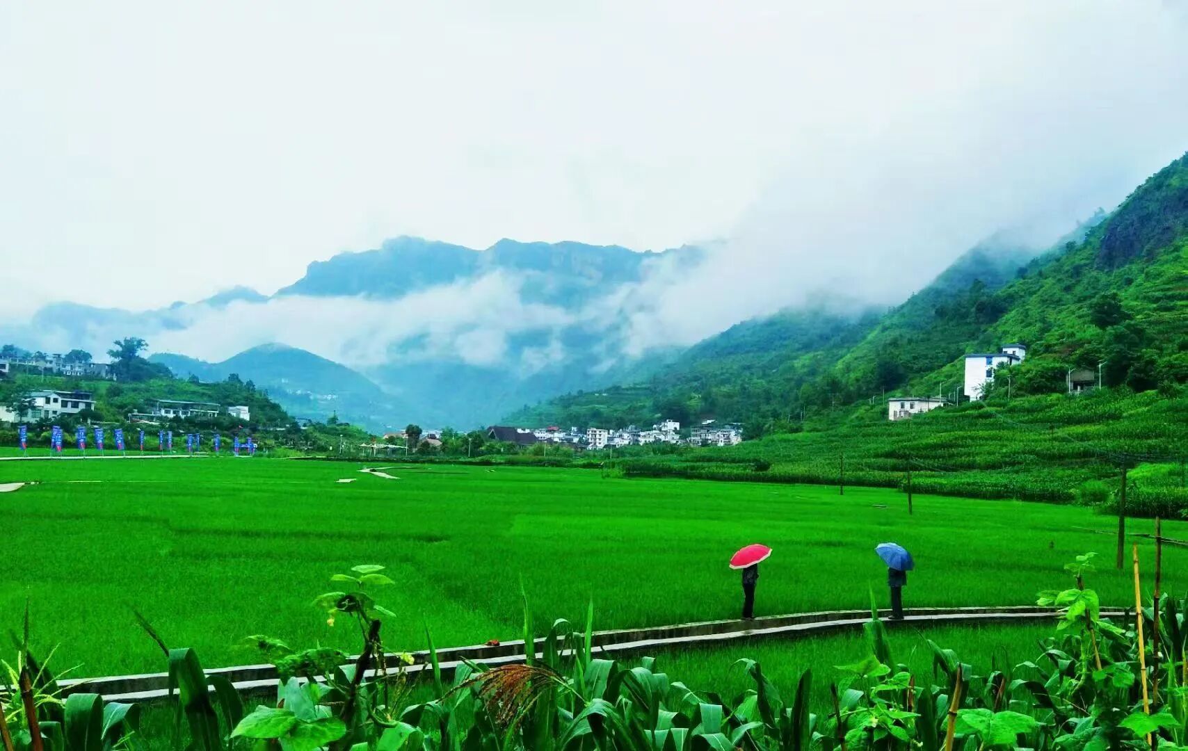 回眸“十四五”展望“十五五”｜“农”墨重彩绘就凉都沃野新画卷(图8)