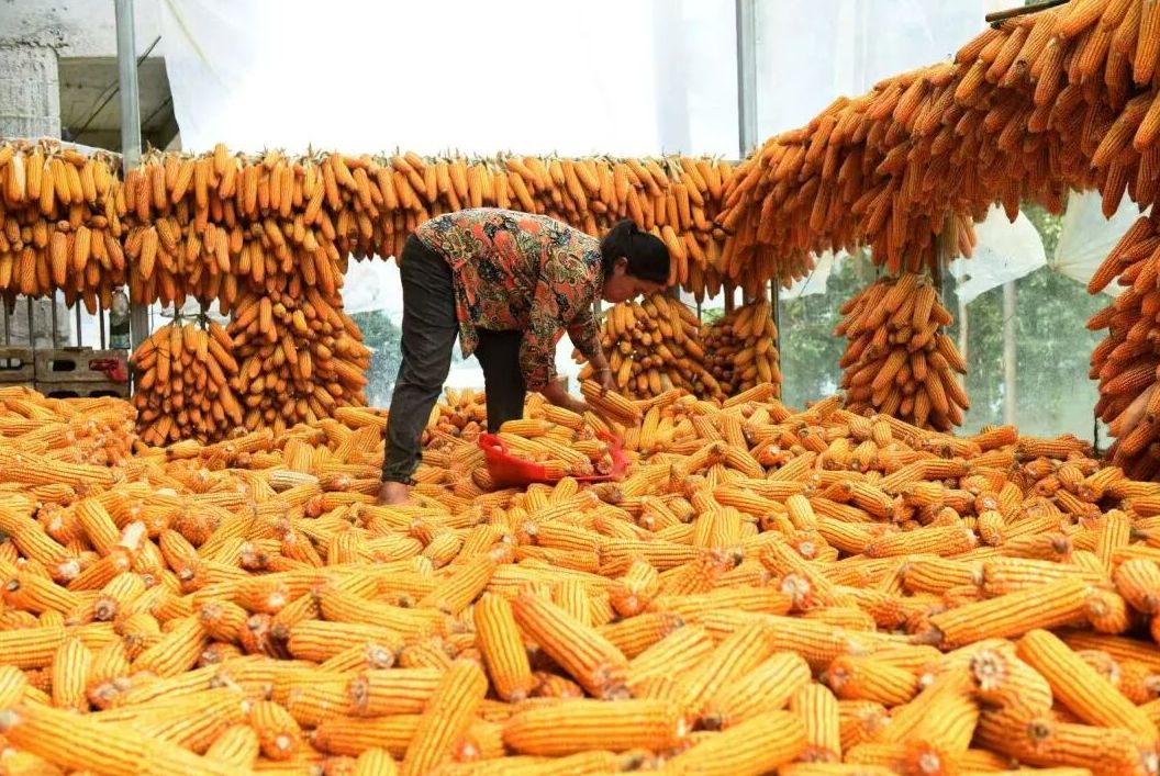 九游娱乐：“农”墨重彩绘就贵州凉都沃野新画卷(图5)