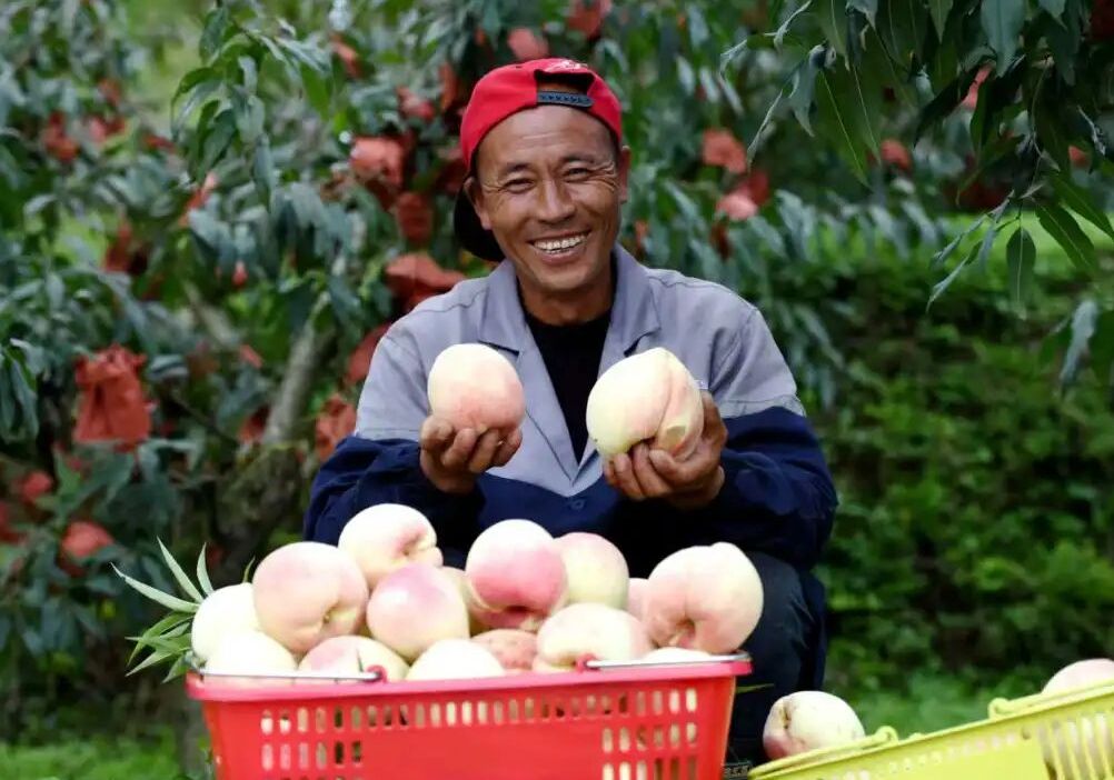 九游娱乐：“农”墨重彩绘就贵州凉都沃野新画卷(图4)