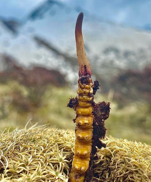 价值堪比松茸！24年浙江首次发现当地早20年发现还曾出口日本(图1)