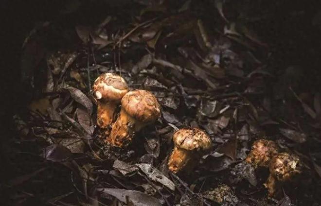 价值堪比松茸！24年浙江首次发现当地早20年发现还曾出口日本(图4)