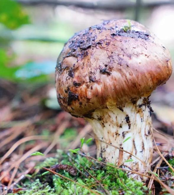 价值堪比松茸！24年浙江首次发现当地早20年发现还曾出口日本(图5)