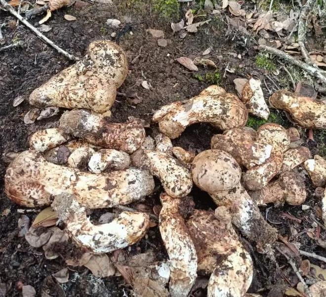 价值堪比松茸！24年浙江首次发现当地早20年发现还曾出口日本(图2)