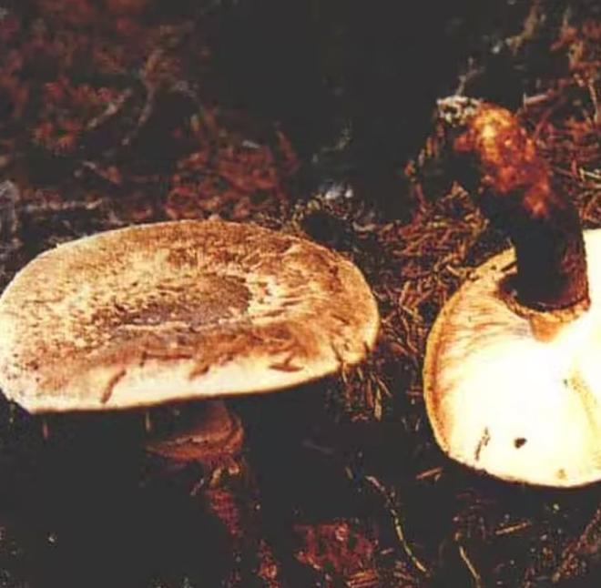 价值堪比松茸！24年浙江首次发现当地早20年发现还曾出口日本(图7)