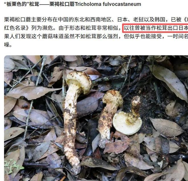 价值堪比松茸！24年浙江首次发现当地早20年发现还曾出口日本(图9)
