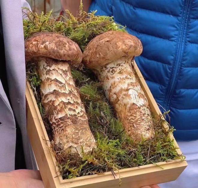 价值堪比松茸！24年浙江首次发现当地早20年发现还曾出口日本(图8)