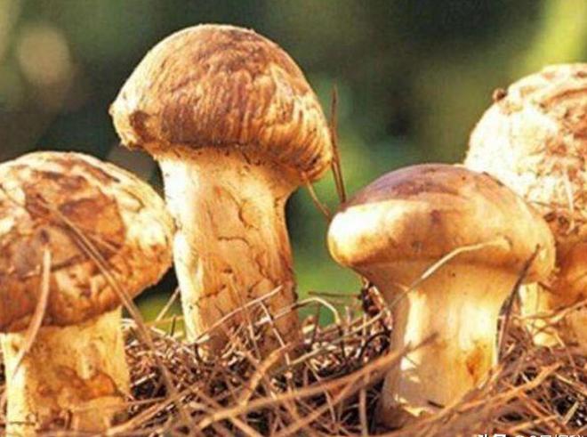 价值堪比松茸！24年浙江首次发现当地早20年发现还曾出口日本(图11)