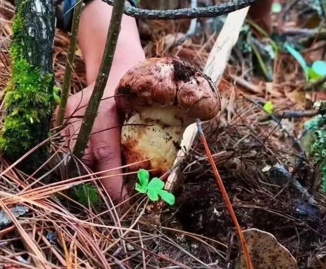 价值堪比松茸！24年浙江首次发现当地早20年发现还曾出口日本(图13)