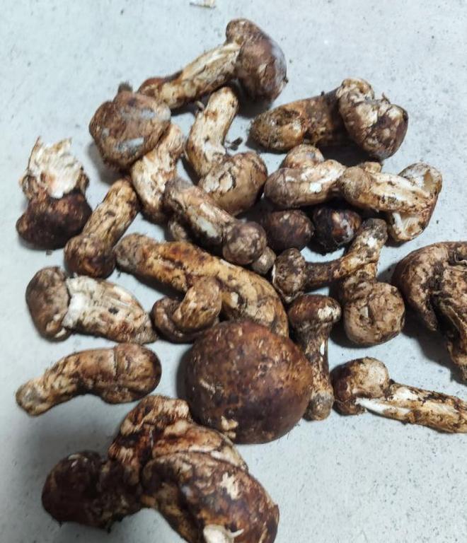 价值堪比松茸！24年浙江首次发现当地早20年发现还曾出口日本(图15)