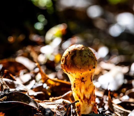 价值堪比松茸！24年浙江首次发现当地早20年发现还曾出口日本(图16)