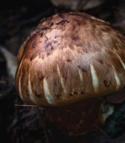 价值堪比松茸！24年浙江首次发现当地早20年发现还曾出口日本(图19)