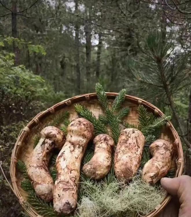 价值堪比松茸！24年浙江首次发现当地早20年发现还曾出口日本(图12)