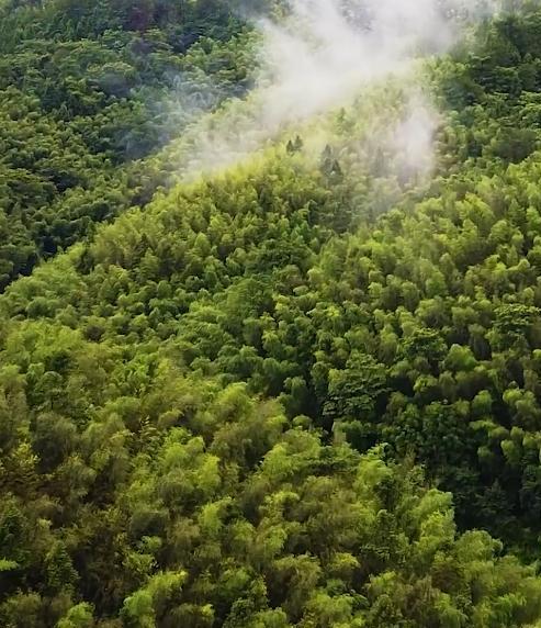 价值堪比松茸！24年浙江首次发现当地早20年发现还曾出口日本(图14)
