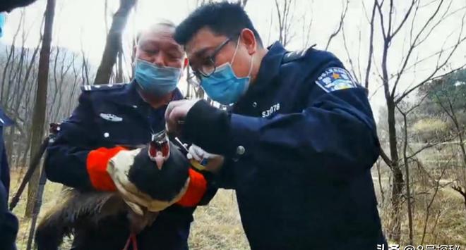 一度濒临灭绝！2020年陕西村民救下1只竟是山海经中的上古神兽(图8)