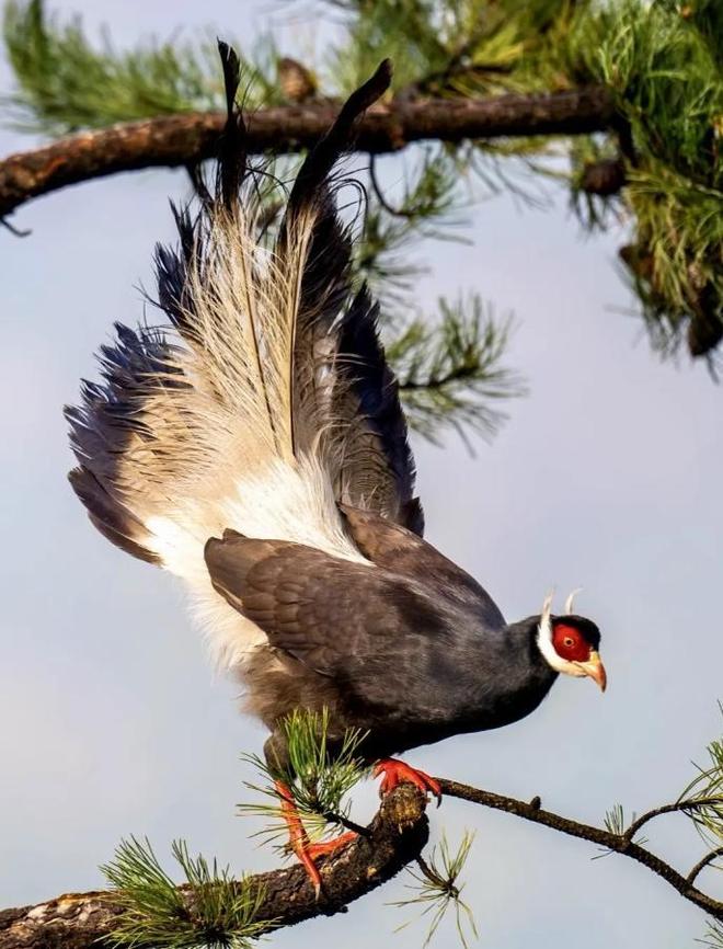 一度濒临灭绝！2020年陕西村民救下1只竟是山海经中的上古神兽(图13)