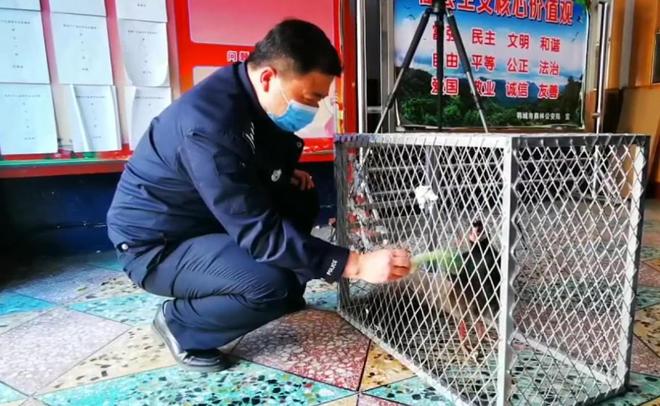 一度濒临灭绝！2020年陕西村民救下1只竟是山海经中的上古神兽(图7)