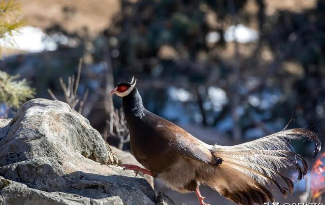 一度濒临灭绝！2020年陕西村民救下1只竟是山海经中的上古神兽(图14)