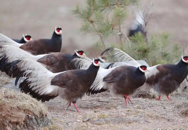 一度濒临灭绝！2020年陕西村民救下1只竟是山海经中的上古神兽(图12)