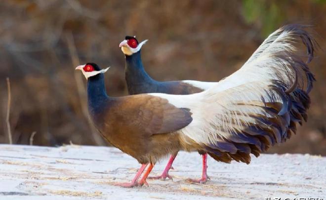 一度濒临灭绝！2020年陕西村民救下1只竟是山海经中的上古神兽(图19)