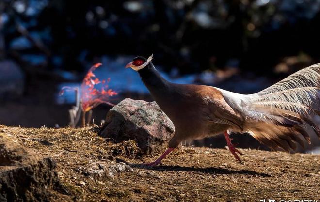 一度濒临灭绝！2020年陕西村民救下1只竟是山海经中的上古神兽(图17)