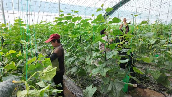 九游娱乐NineGame：首衡：超越“中间商”筑就乡村振兴的城乡金桥(图2)