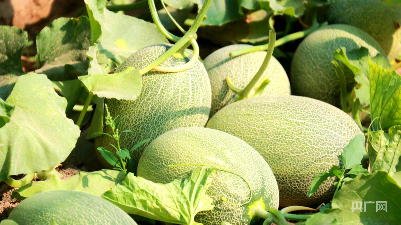 【武威：年经事纬布新图强②】产业结构之新三次产业全链跃升(图2)