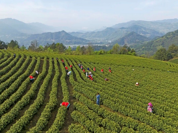 九游娱乐：从山海相连到心手相牵聊彭协作让帮扶之约化作振兴实效(图1)