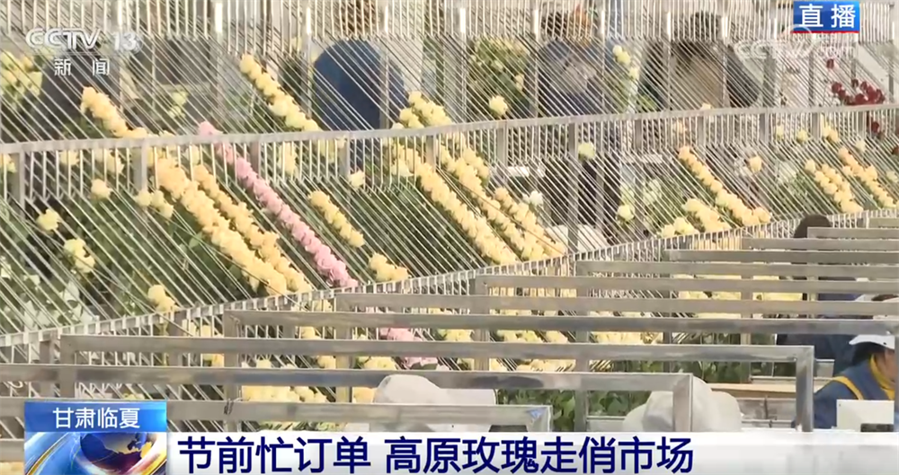 九游娱乐：高原玫瑰走俏市场以“智”赋能、向“新”而行绘就鲜切花产业发展新图景(图1)