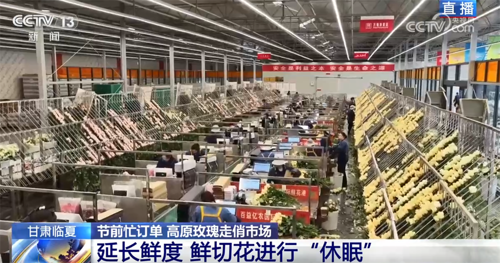 九游娱乐：高原玫瑰走俏市场以“智”赋能、向“新”而行绘就鲜切花产业发展新图景(图3)